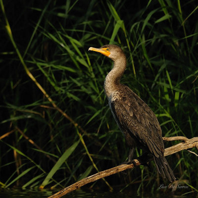 DSC_9671.jpg