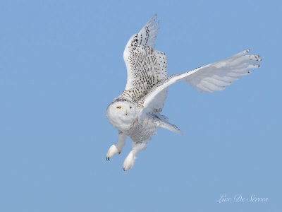DSC_2715.jpg