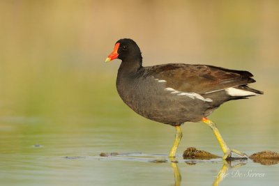 gallinules_-_foulques