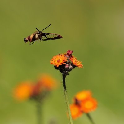 araignees__insectes