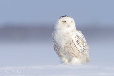 harfangs_des_neiges__snowy_owls