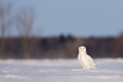 _DSC1703 copie.jpg