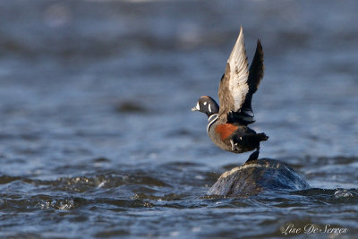 oiseaux_varies_birds_miscellaneous
