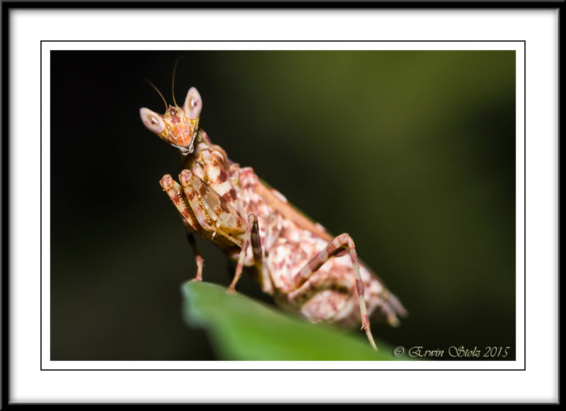 Praying Mantis