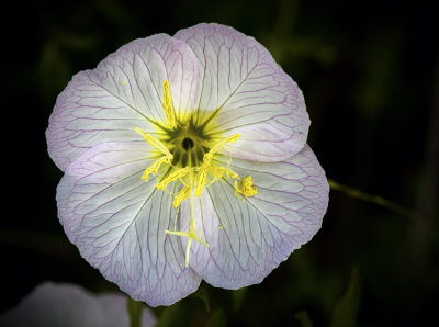 Evening Primrose 3.jpg