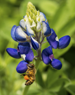 Bluebonnet and Bee 1.jpg