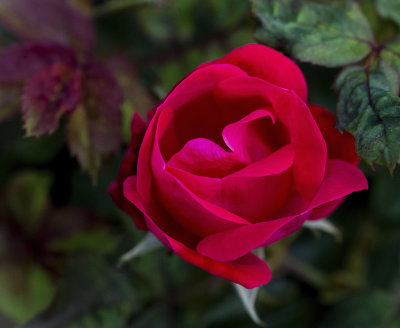 Buffalo Bayou Rose 1.jpg