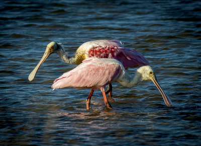 Roseate Spoonbills