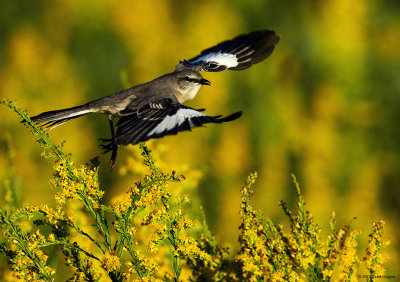 Mockingbird in Flight_small.jpg