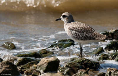 Black-Bellied Plover_small.jpg