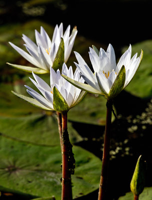 Lillies in Bloom 1_small.jpg