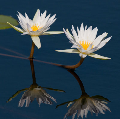 Lillies in Bloom 3_small.jpg