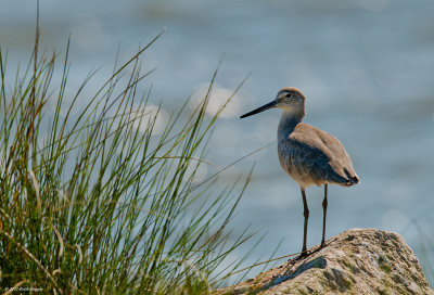 Willet_Winter Plumage_small.jpg