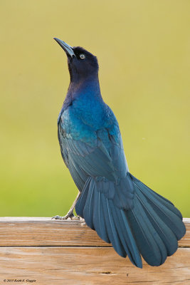 Boat Tailed Grackle_small.jpg