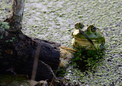 Bullfrog