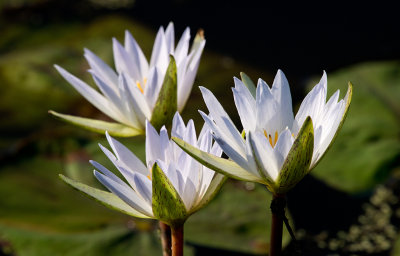 Lillies in Bloom 2.jpg