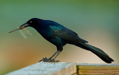 Boat Tailed Grackle with Dragon Fly_small.jpg