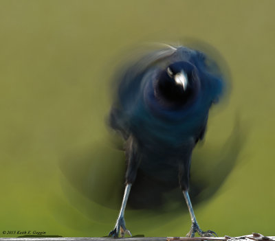 Boat Tailed Grackle Blurred 2_small.jpg