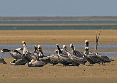 Laughing Pelican.jpg