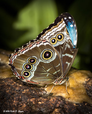 Blue Morpho 1.jpg