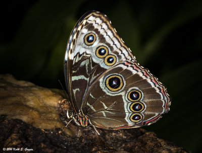 Blue Morpho 2.jpg