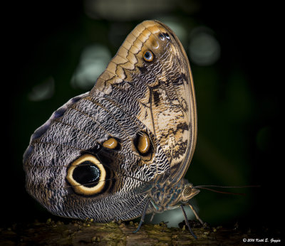 Brown and Blue.jpg