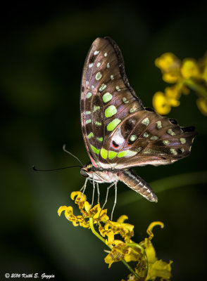 Green and Yellow.jpg