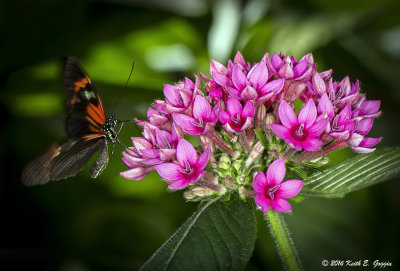 Pink and Black.jpg