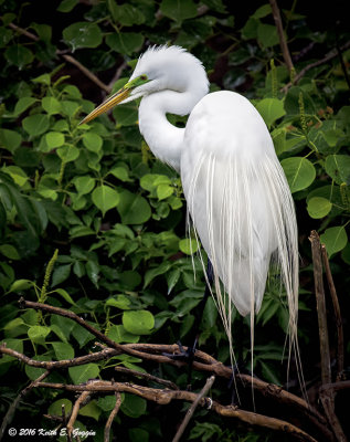 Great Egret 1.jpg