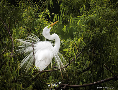 Great Egret Mating Plumage 1.jpg