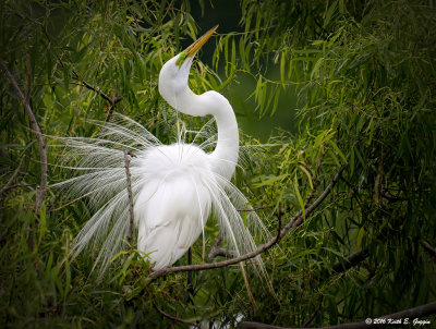 Great Egret Mating Plumage 2.jpg
