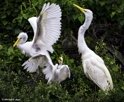Great Egret Mom and Chicks.jpg