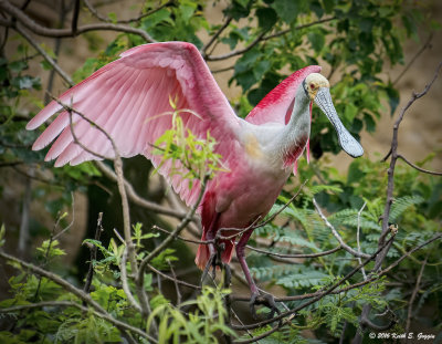 Roseatte Spoonbill 1.jpg