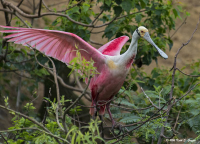 Roseatte Spoonbill 2.jpg
