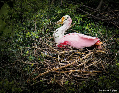 Roseatte Spoonbill on Nest.jpg