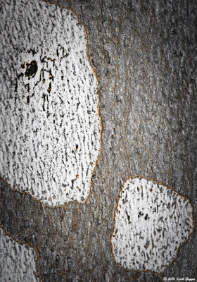 Bark.jpg