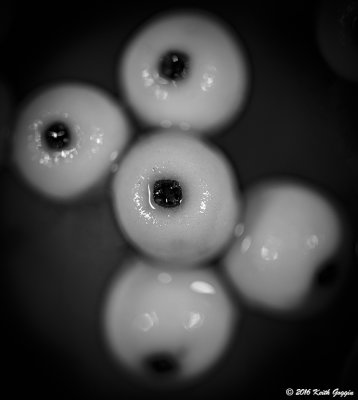 EyeBerries BW.jpg