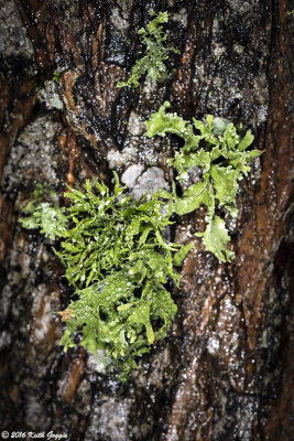 Lichen 1.jpg