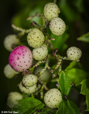 Pink and White.jpg
