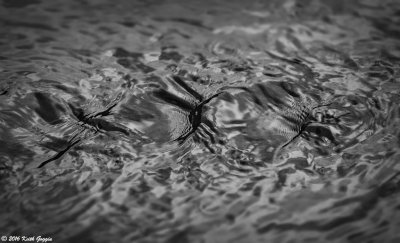 Ripples.jpg