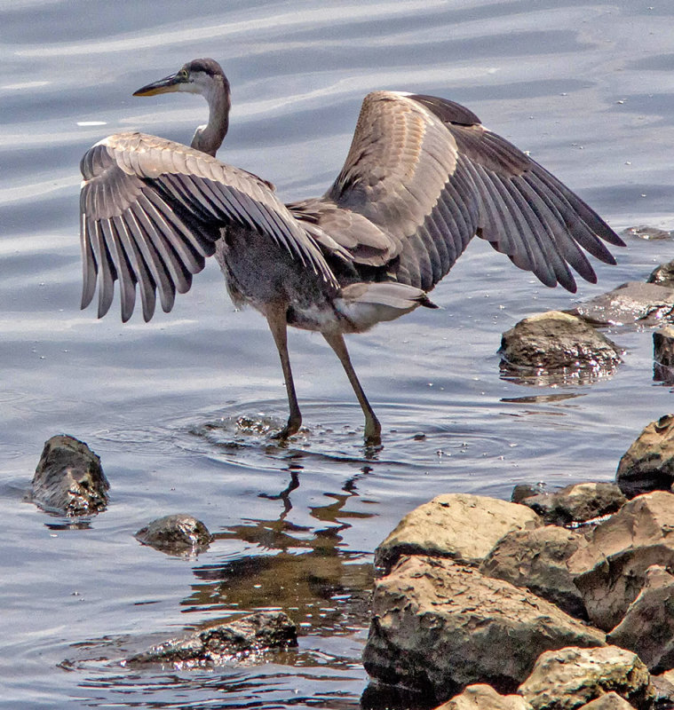 Wading on the Shore