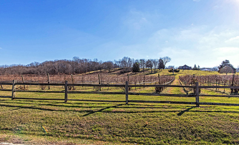 Vineyard at Rest