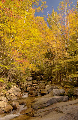 Stream in the Woods