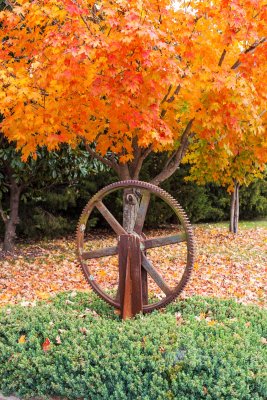 Autumn Maple