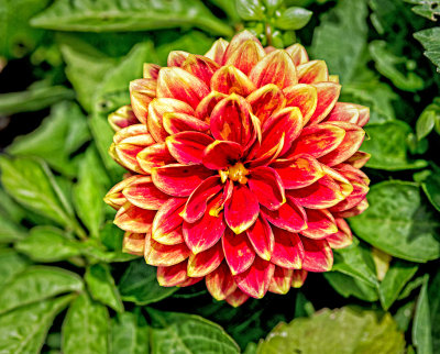 Dahlia