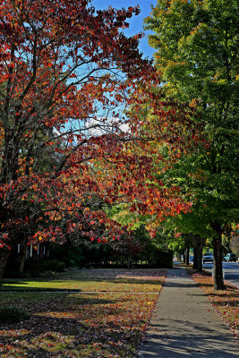Main Street Autumn, Murfreesboro