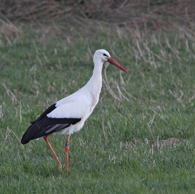 White Stork, (from breeding program)