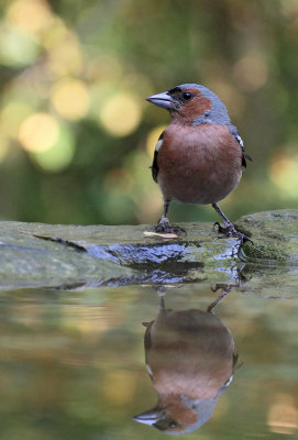 Chaffinch, adult male, before the bath