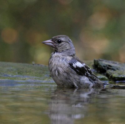Chaffinch, adult female, in the bath