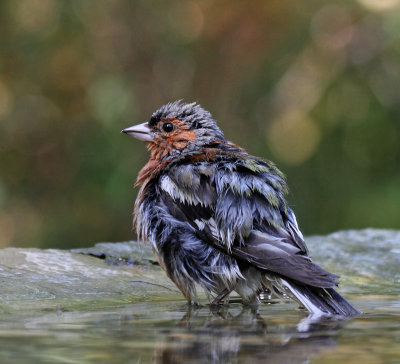 Chaffinch, adult male, after the bath